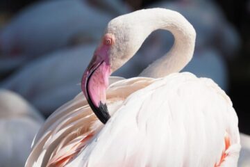 Фламинго, қоқиқаз